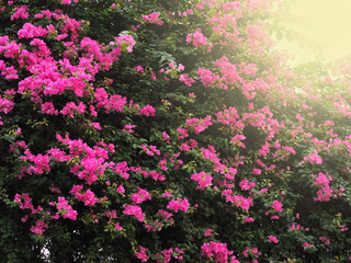 Fototapeta premium The pink flower, Bougaville, in a park with light.