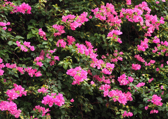The pink flower, Bougaville, in a park.