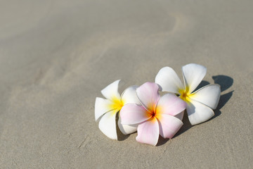 Fototapeta na wymiar White and pink plumeria frangipani flowers on sandy beach in front of sea coast. Tropical exotic view. Travel vacation concept. Free copy space.