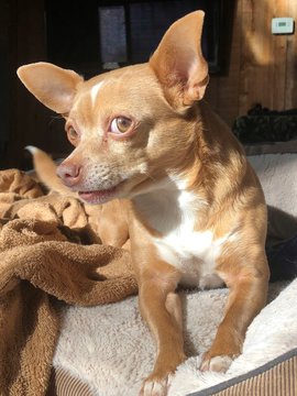 Tan Chihuahua Nellie