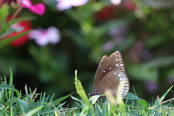 butterfly on green grass