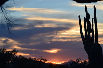 Cactus Sunset 05