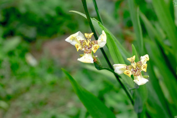 Neomarica (walking iris, apostle's iris or apostle plant – names also used for the related genus Trimezia) is a genus of plants in family Iridaceae.