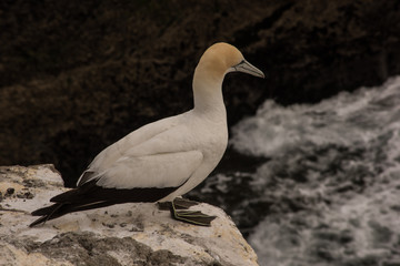 gannet looking into a sea