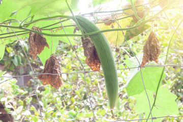 Angled loofah on tree with sunlight on nature background in the garden.