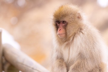 Japanese Snow monkey