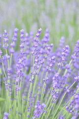 ラバンディン系ラベンダー畑
