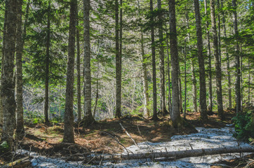 Fototapeta premium trees in forest