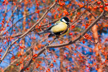 Bird tit sitting on a branch of red berries on a background of blue sky, life in spring nature, close-up