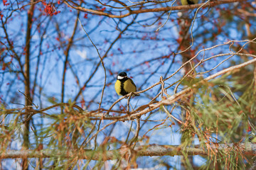 Bird tit sitting on a tree branch pine against the blue sky, life in spring nature, close-up
