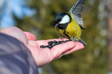 Bird tit sits on the palm of a man with seeds, the concept of caring for animals in nature in winter, close-up © golubka57
