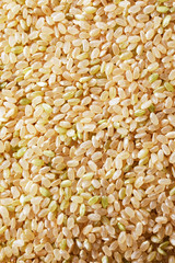 玄米　Brown rice