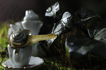 rose on black background