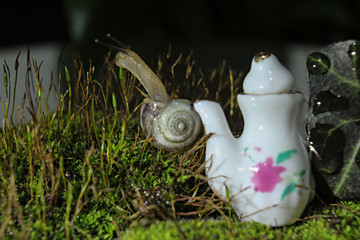watering can with flowers and watering can