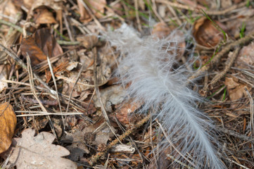 White featers.Big white feather