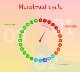 Vector diagram of the female menstrual cycle. Phases of the female cycle in the calendar: follicular phase, ovulation, luteal phase, menstruation.