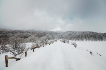 Snowy Path And Frosty Beech Forest