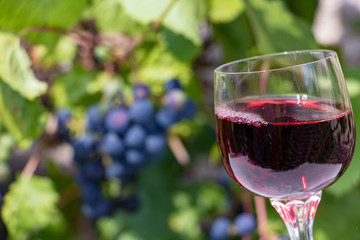 Red wine into the glass, on a background of blue grapes on a vineyard.