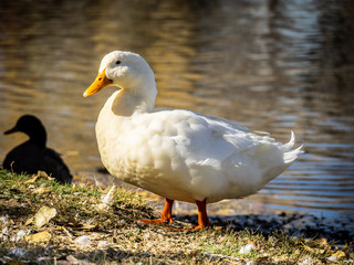 Naklejka na ściany i meble White Duck in Profile on the Edge of a Pond 