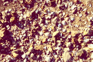 background marine sand with stones and shells