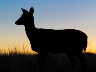 Silhouette of Deer at Sunset