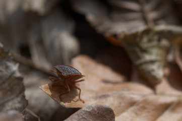 insects on leaves in the forest