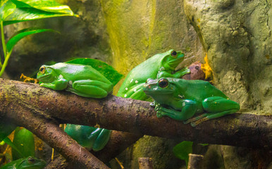 Frogs