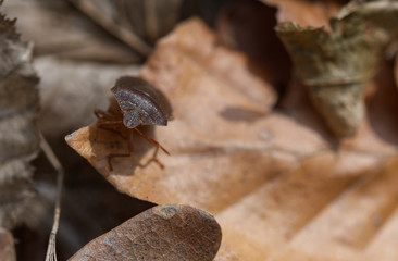 insects on leaves in the forest