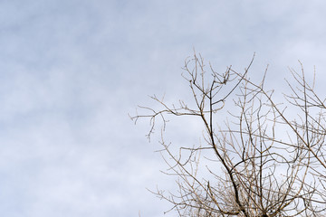 Crowns of trees in spring against the cloudy sky as background
