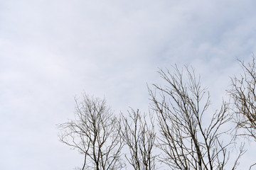 Crowns of trees in spring against the cloudy sky as background