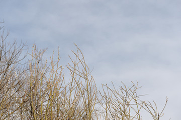 Crowns of trees in spring against the cloudy sky as background