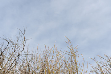 Crowns of trees in spring against the cloudy sky as background