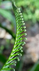 green plant on the garden