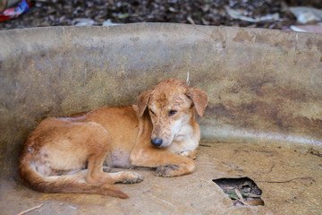 wet dog in the shelter