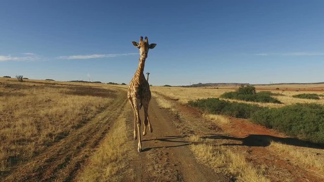 Detailed demonstration of the actual motion of a giraffe (Giraffa camelopardalis) running, South Africa