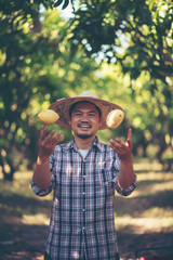 Young Asian farmer picking and show mango fruit in organic farm, Thailand