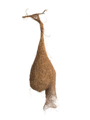 Hanging Bird's nest isolated on white background with clipping path