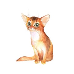 Cute kitten, isolated on white. Cat watercolor illustration