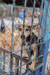 wet dog in the shelter