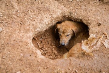 wet dog in the shelter