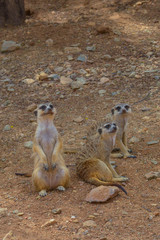 meerkat
