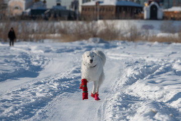 dog in the snow. yakutian laika in red slippers running in a meadow near Yakutsk city, Yakutia