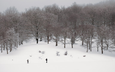Cross-country Skiers In Winter Landscape