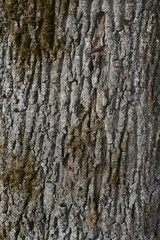 The bark of an old tree covered with a moss close up as texture and background