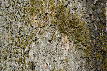 The bark of an old tree covered with a moss close up as texture and background