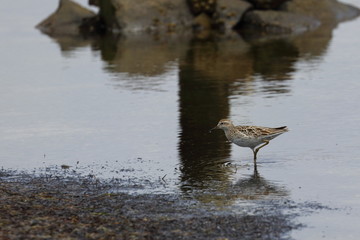 sharp tailed sandpiper