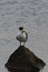 greater crested tern