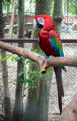 red macore bird in zoo
