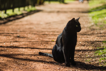 Black cat  sitting on park at noon