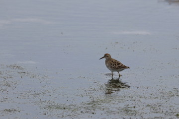 sharp tailed sandpiper